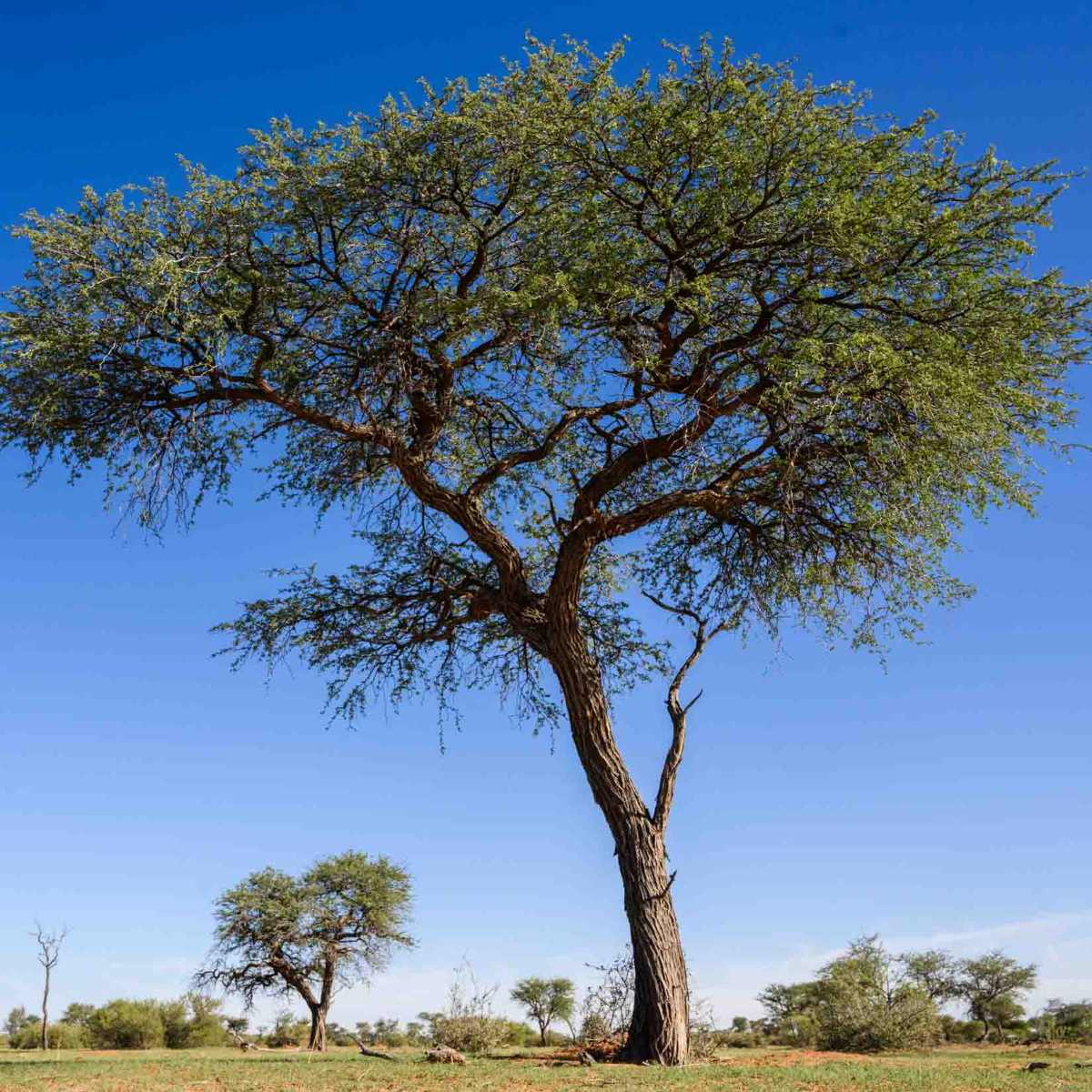 Kameldornbaum