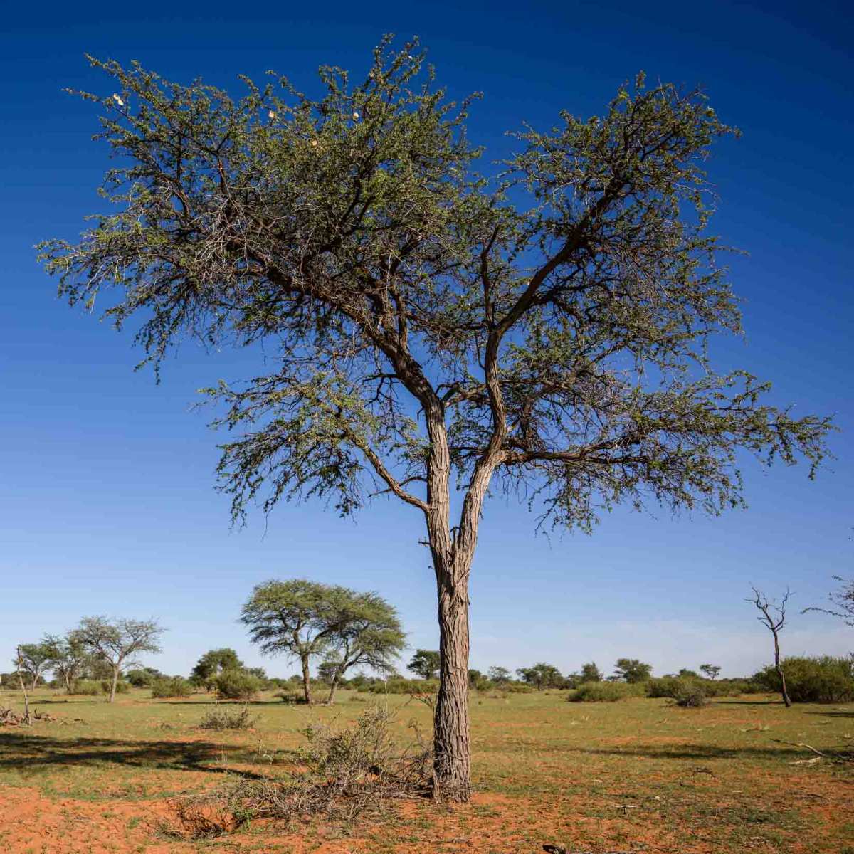 Kameldornbaum