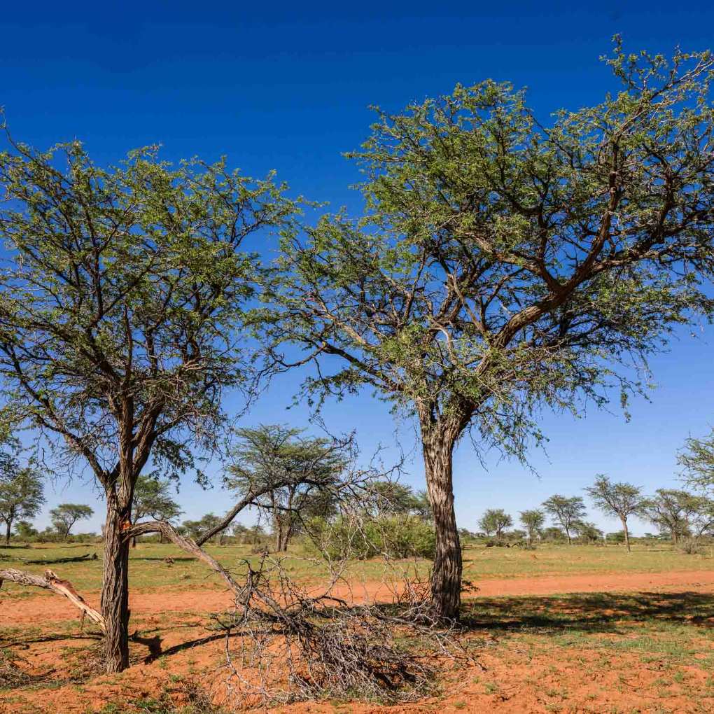 Kameldornbaum