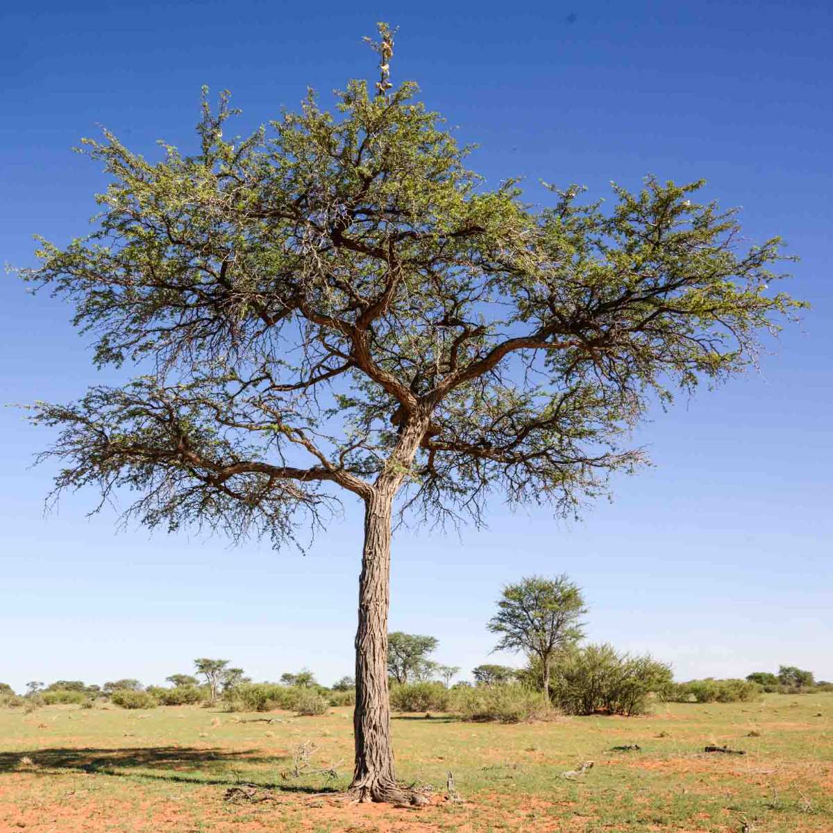 Kameldornbaum