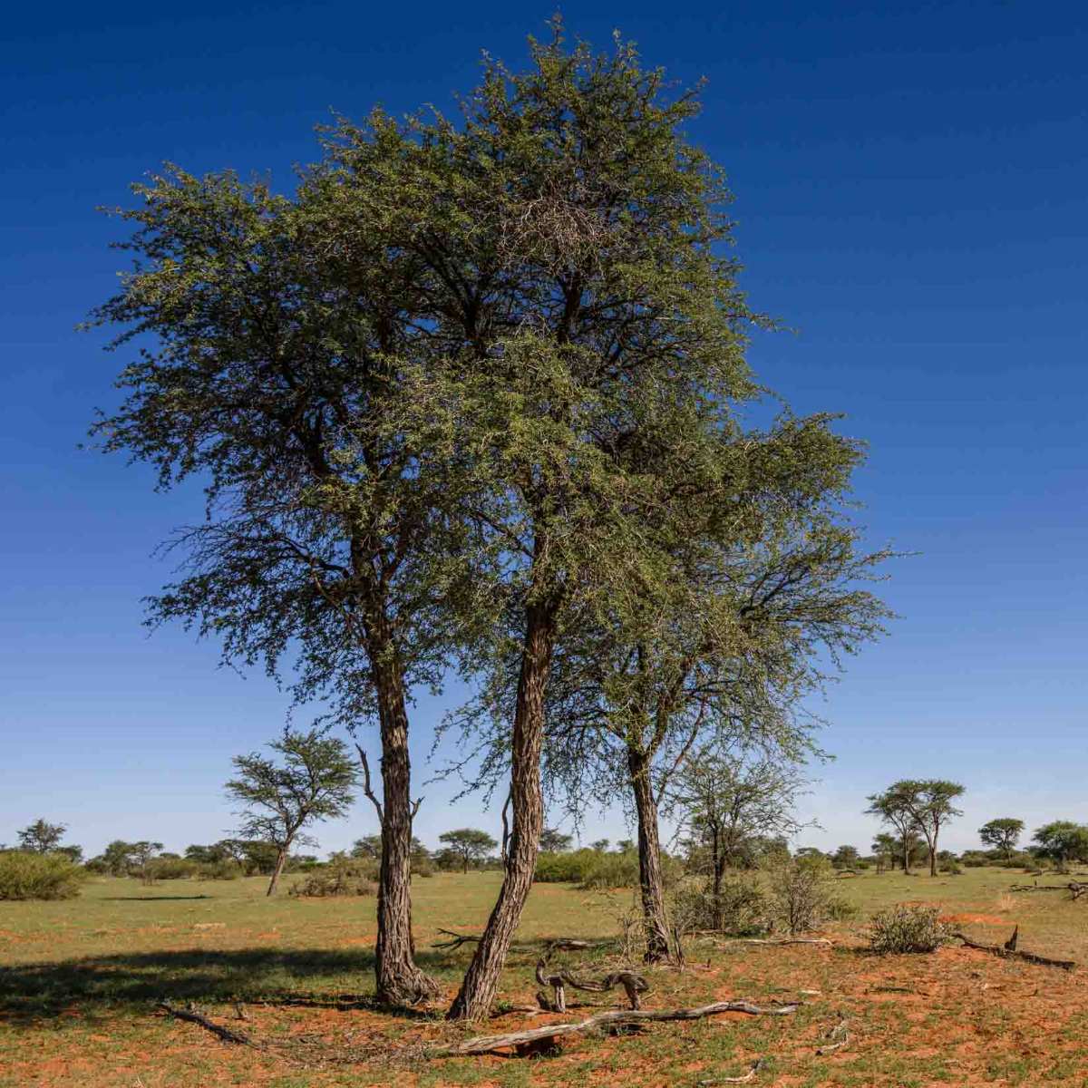 Kameldornbaum