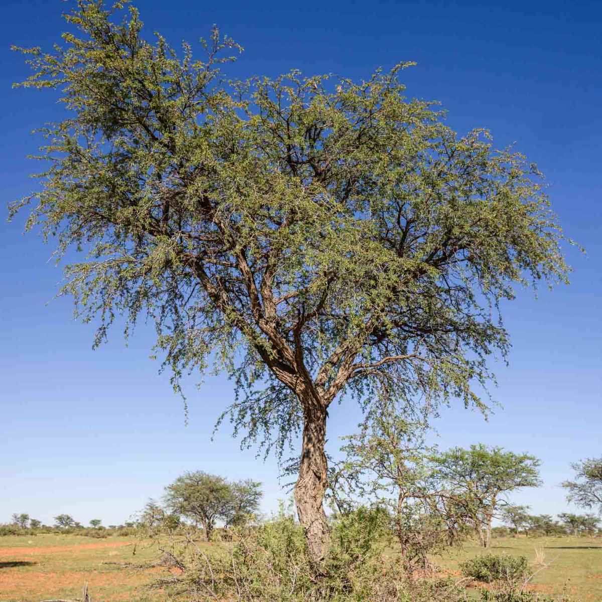 Kameldornbaum