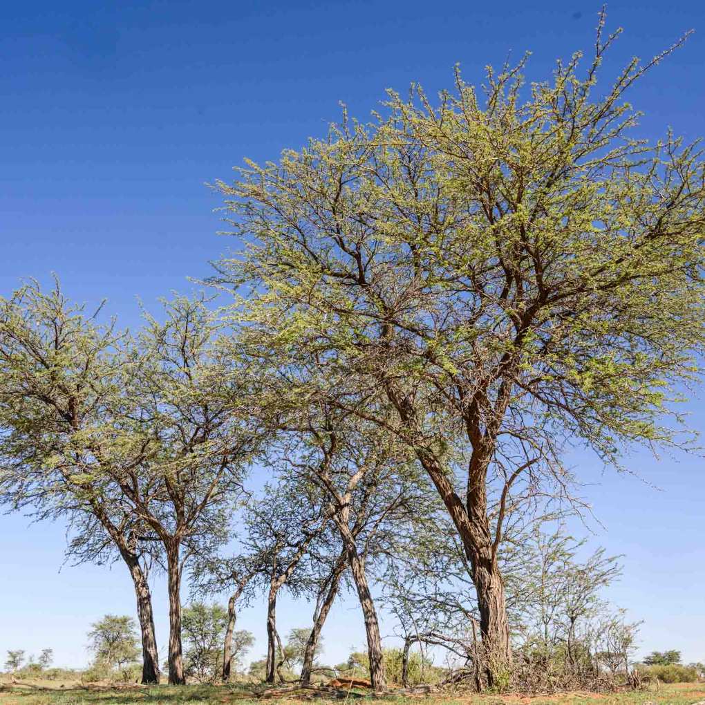 Kameldornbaum