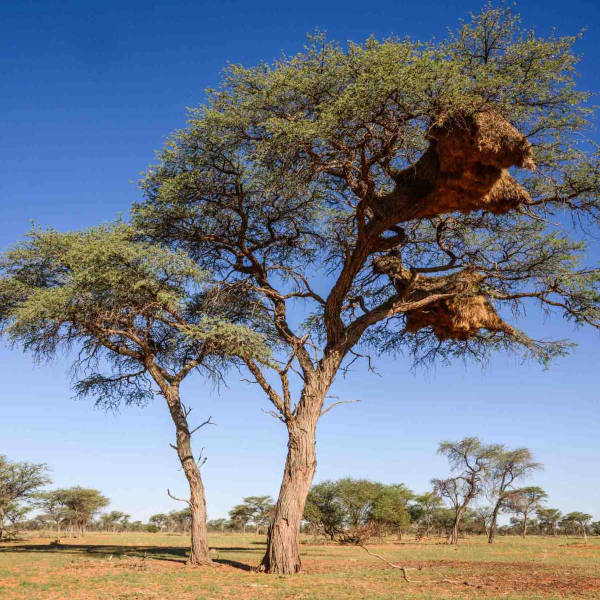 Kameldornbaum
