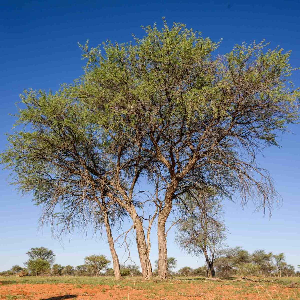 Kameldornbaum
