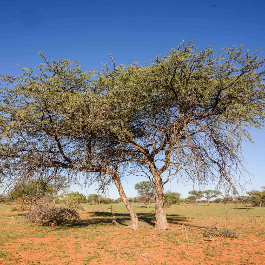 Kameldornbaum
