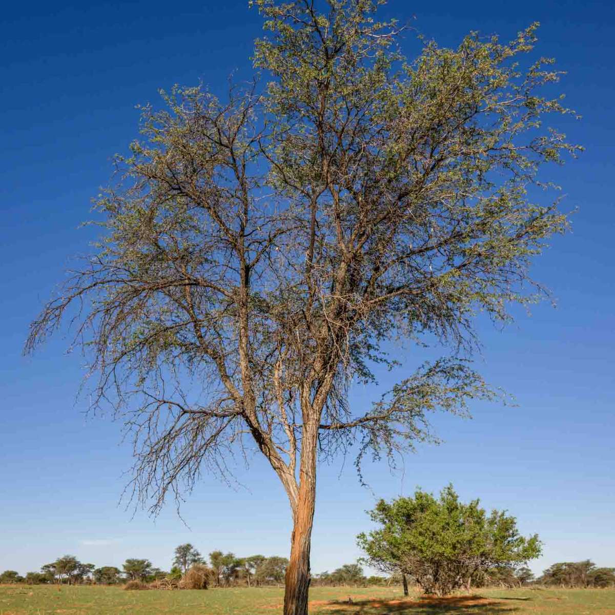 Kameldornbaum
