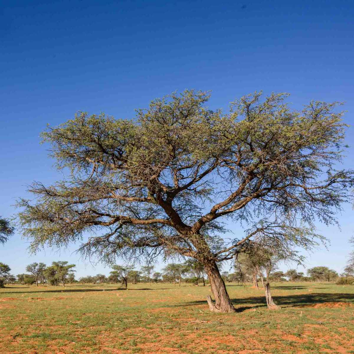 Kameldornbaum