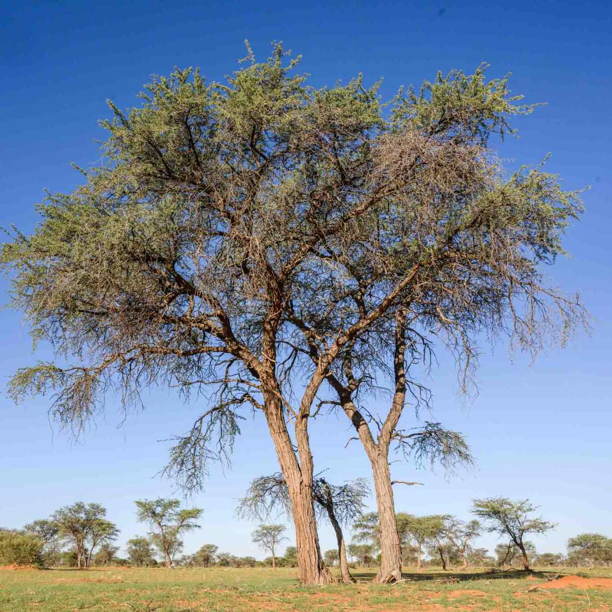 Kameldornbaum