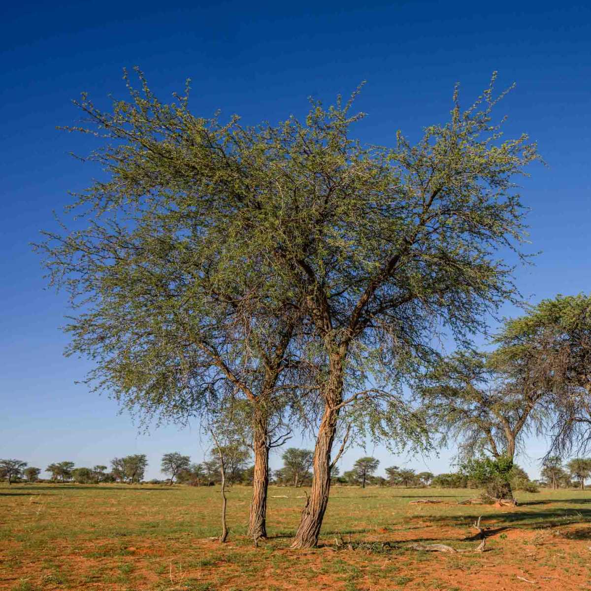 Kameldornbaum
