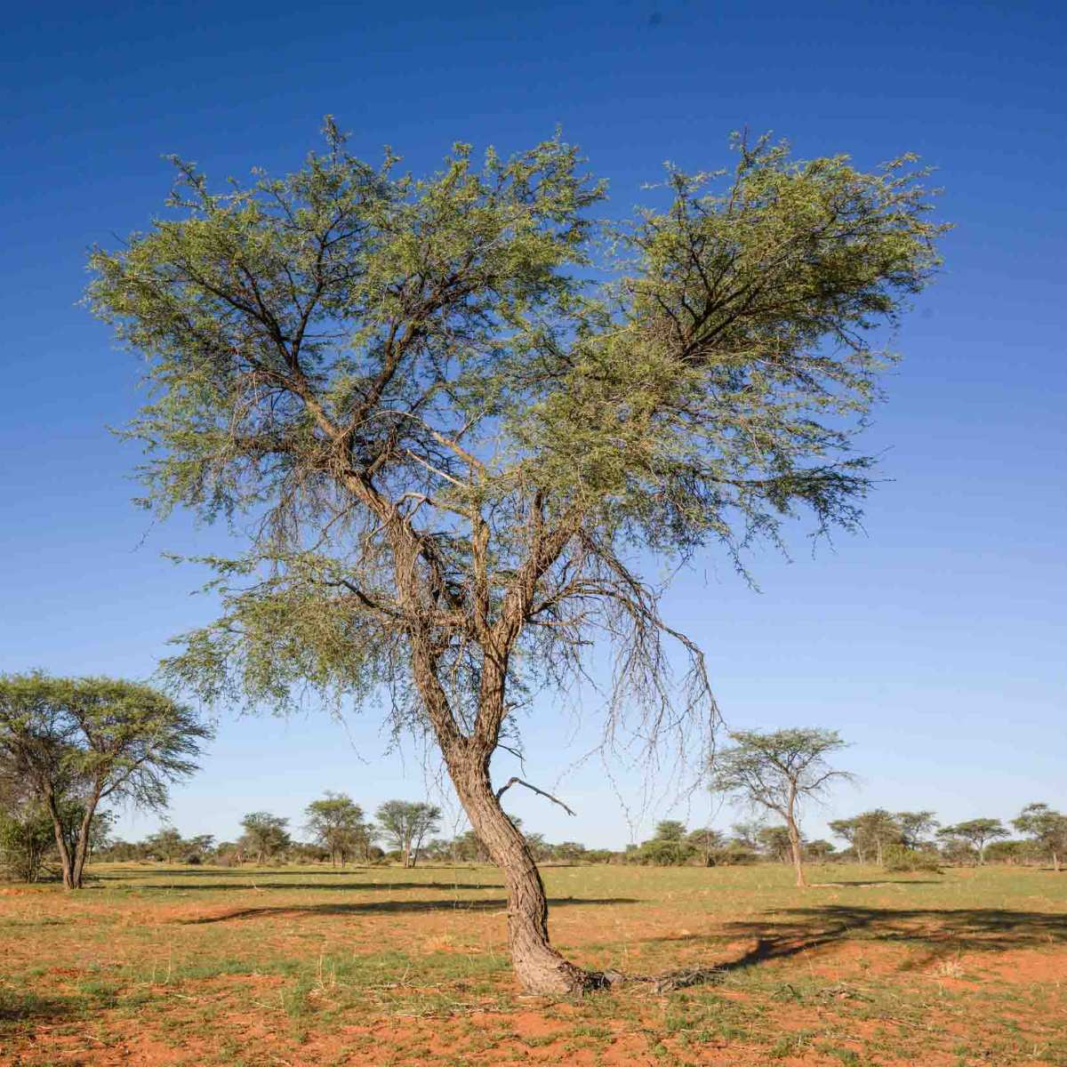 Kameldornbaum
