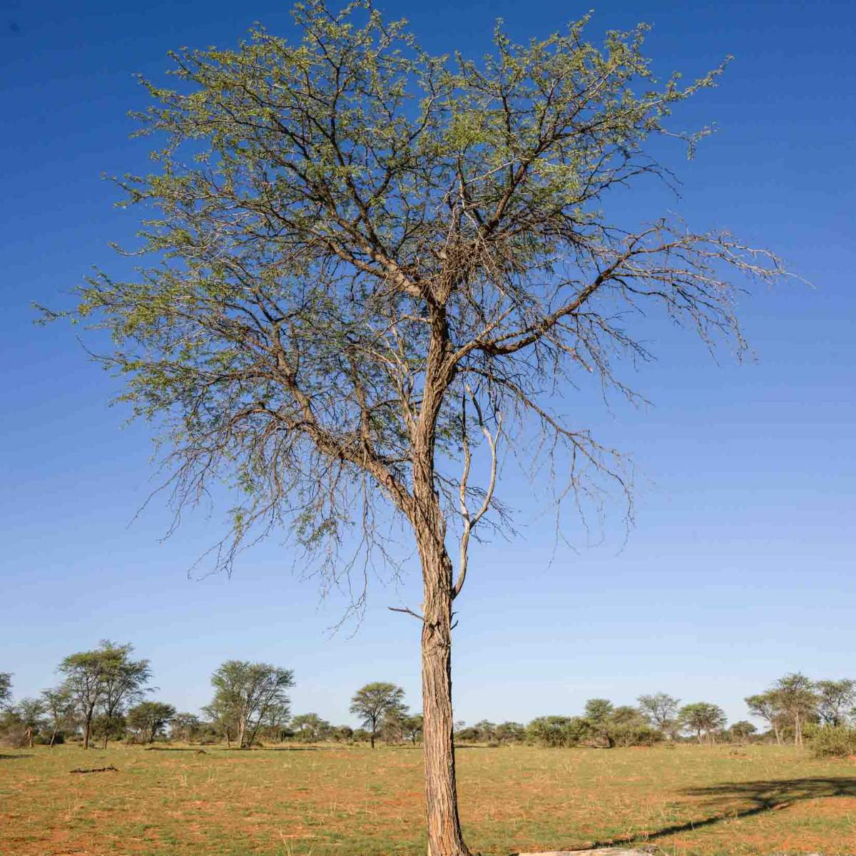Kameldornbaum
