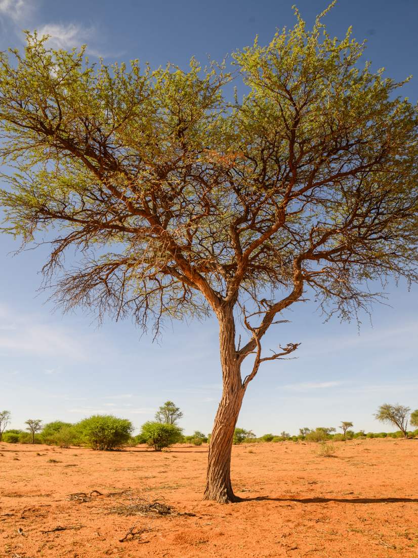 Kameldornbaum