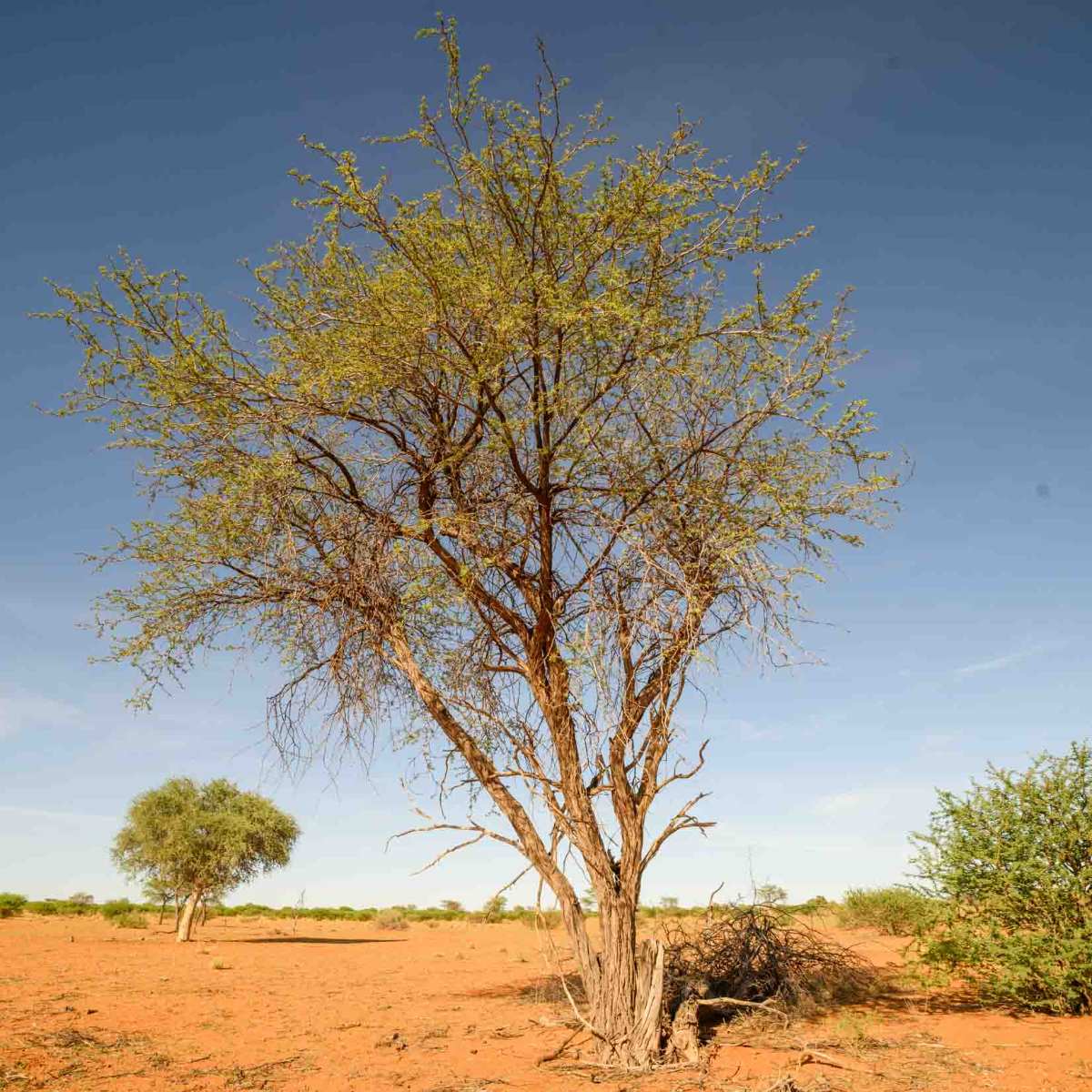 Kameldornbaum