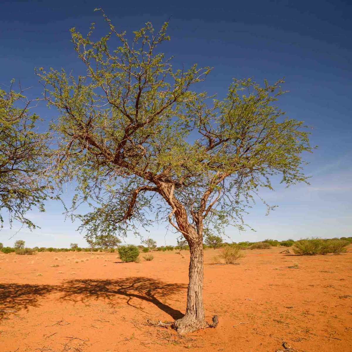 Kameldornbaum