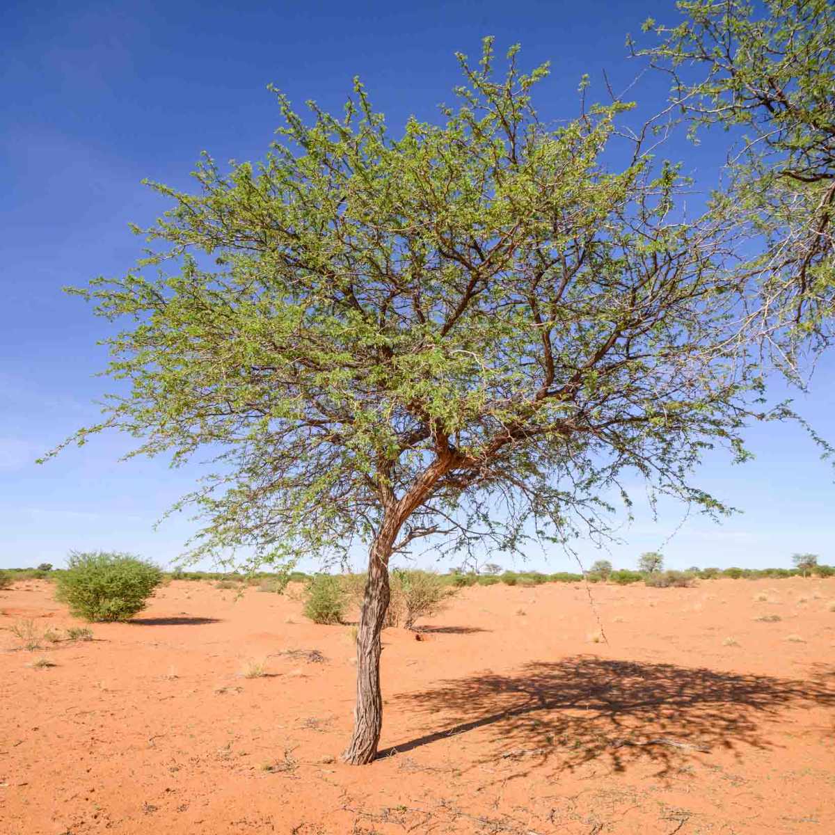 Kameldornbaum