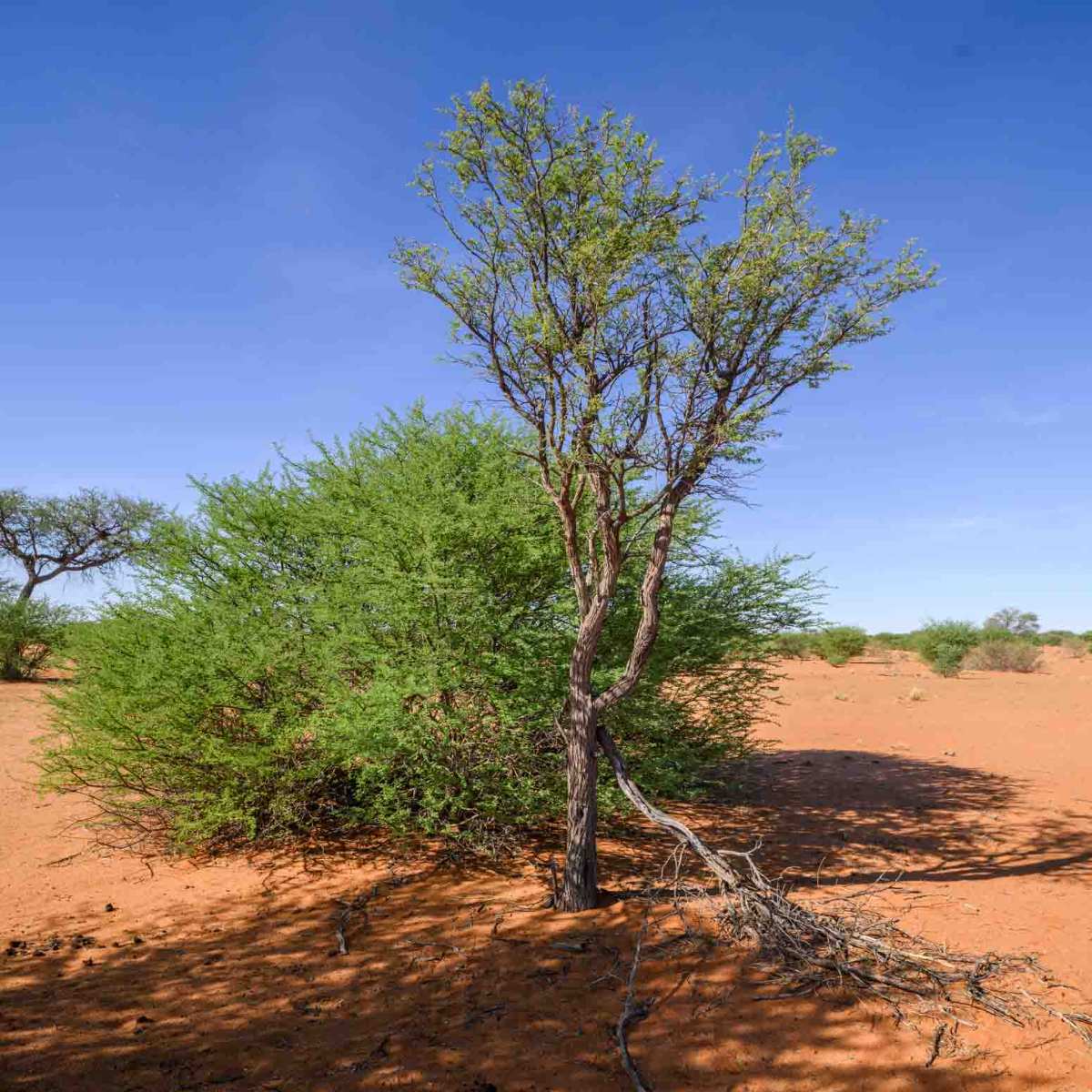 Kameldornbaum