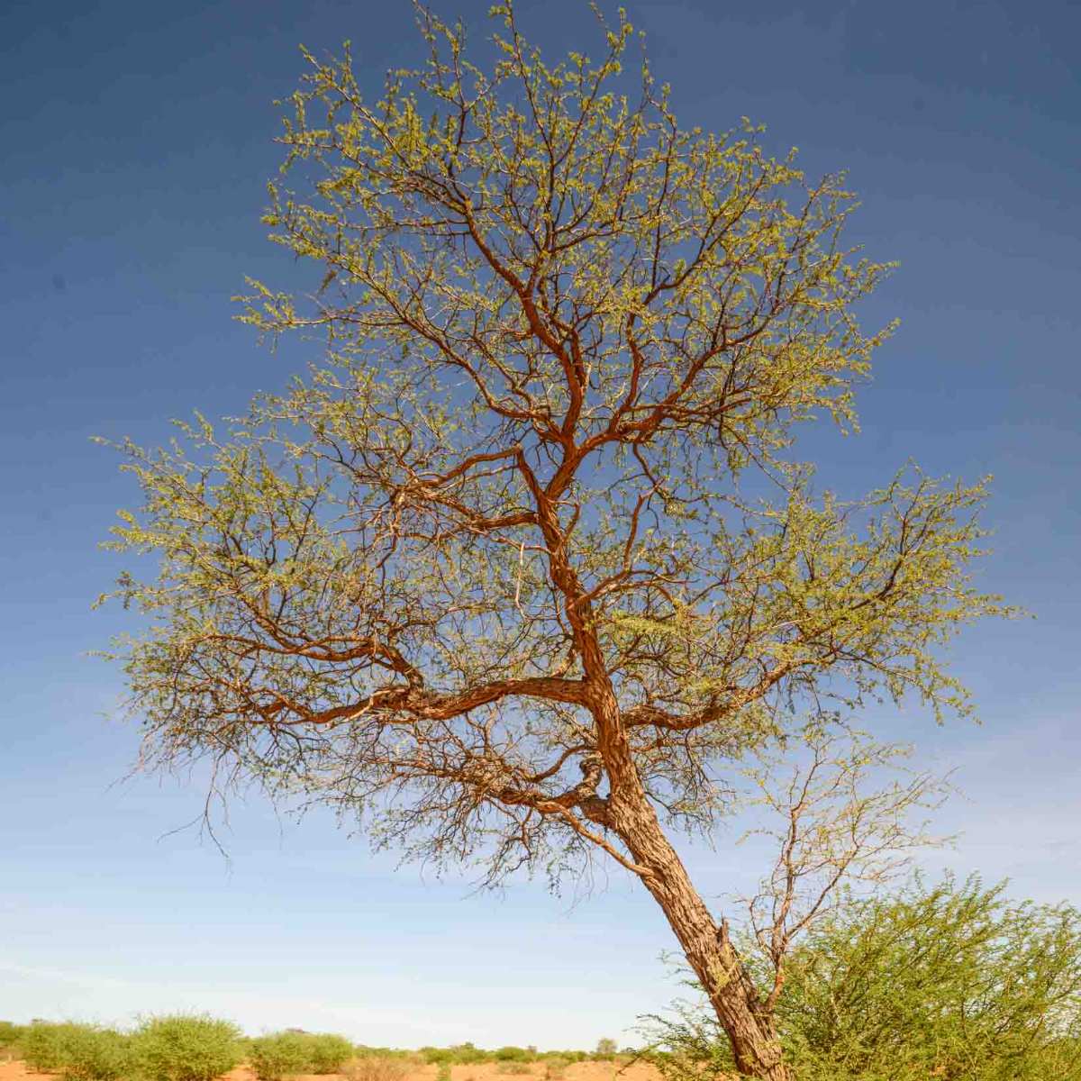 Kameldornbaum