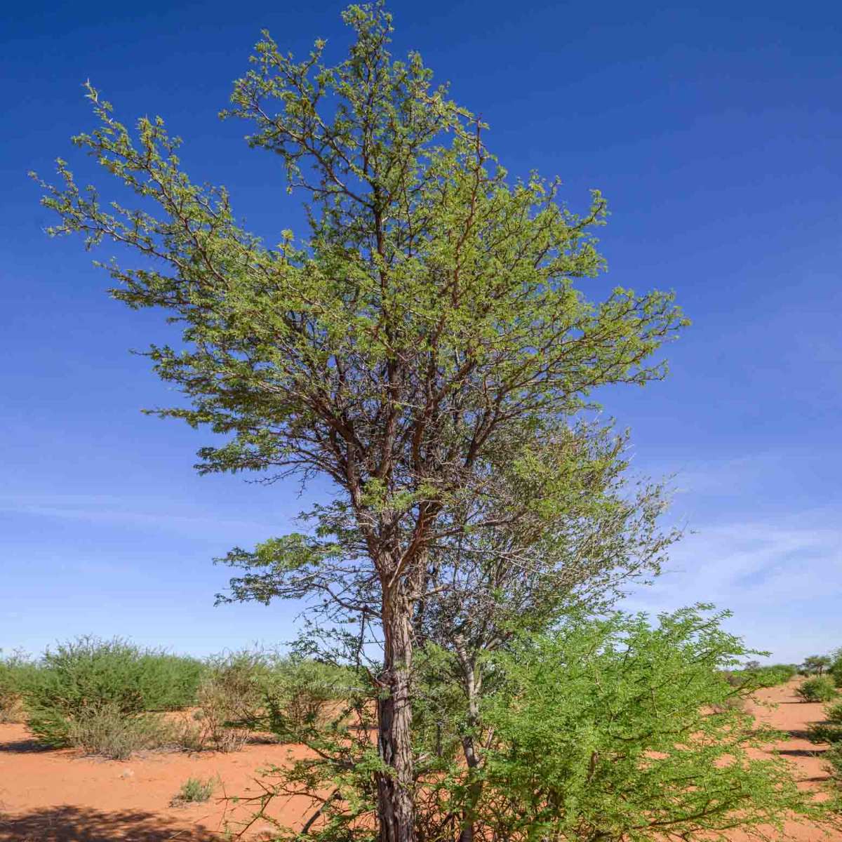 Kameldornbaum