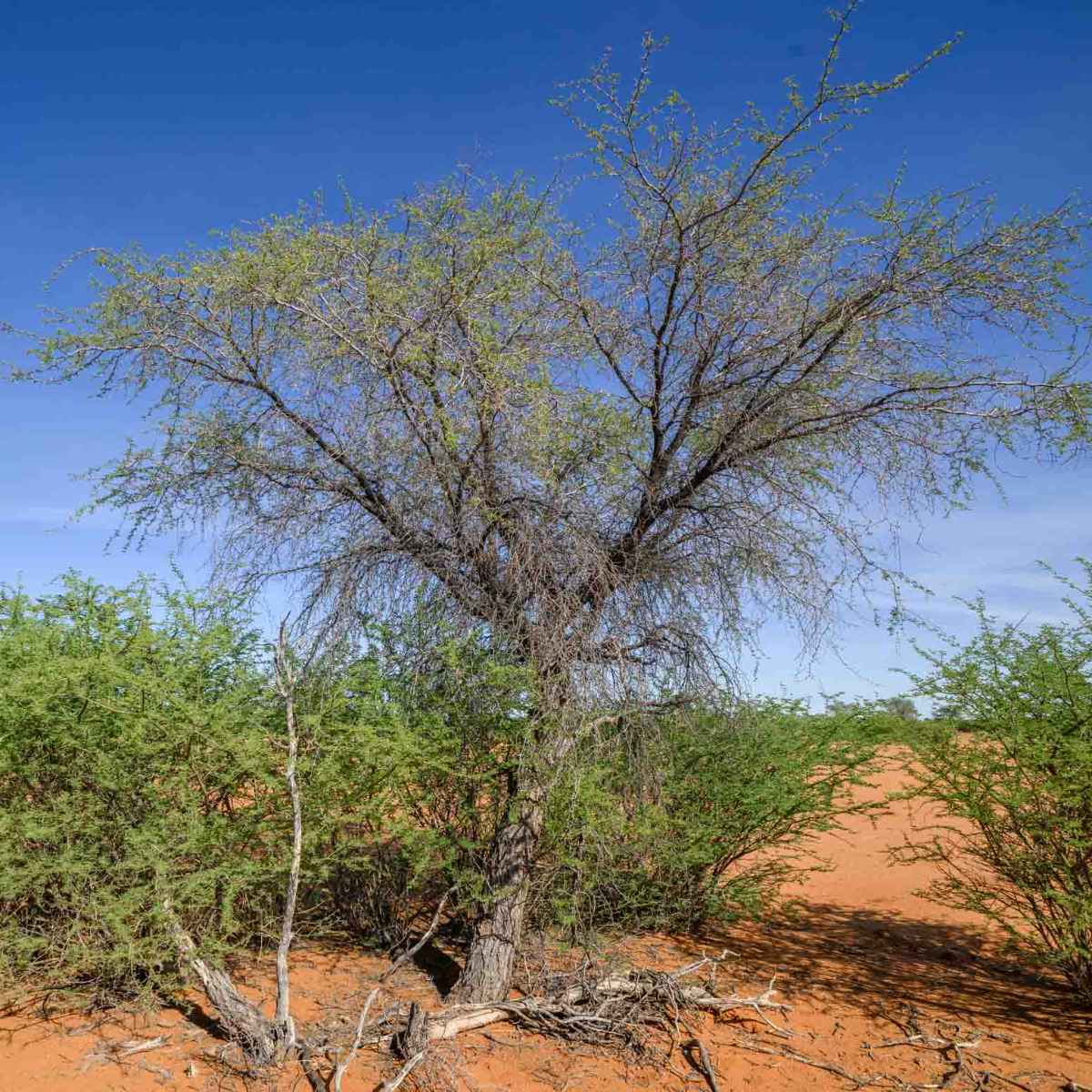 Kameldornbaum