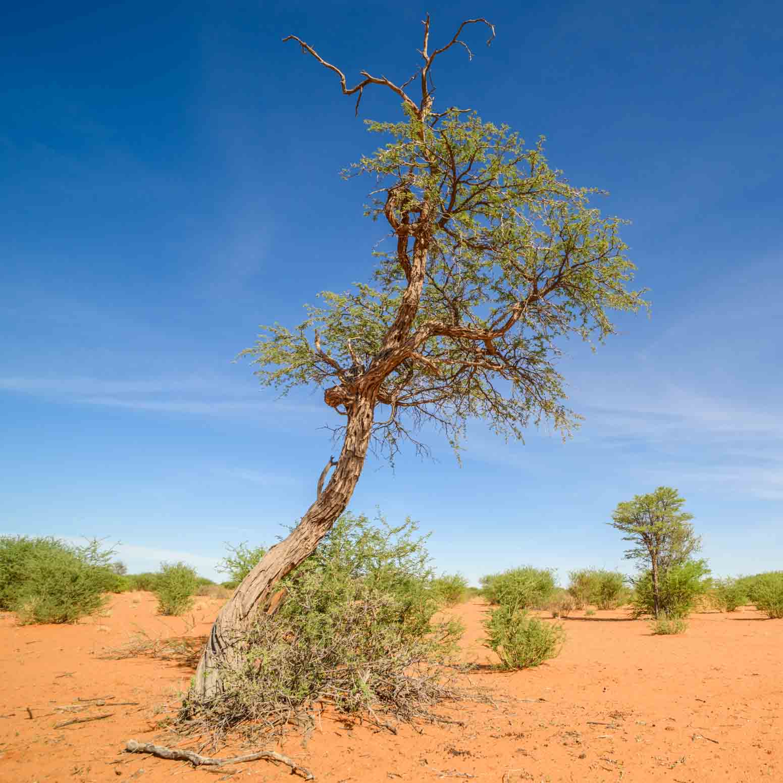 Kameldornbaum