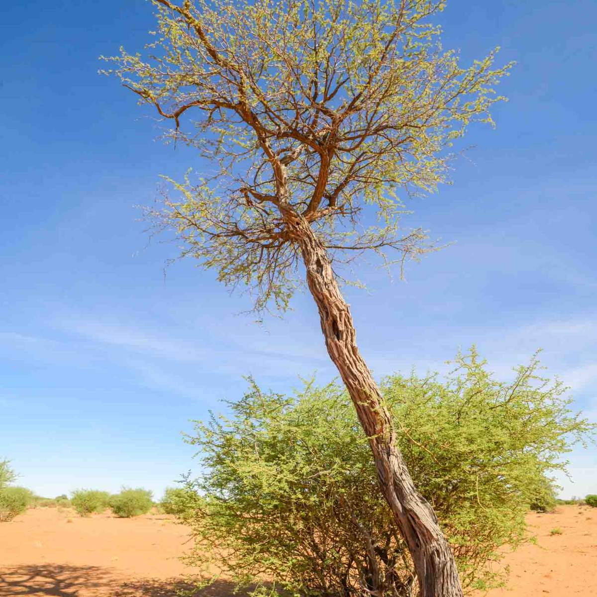 Kameldornbaum