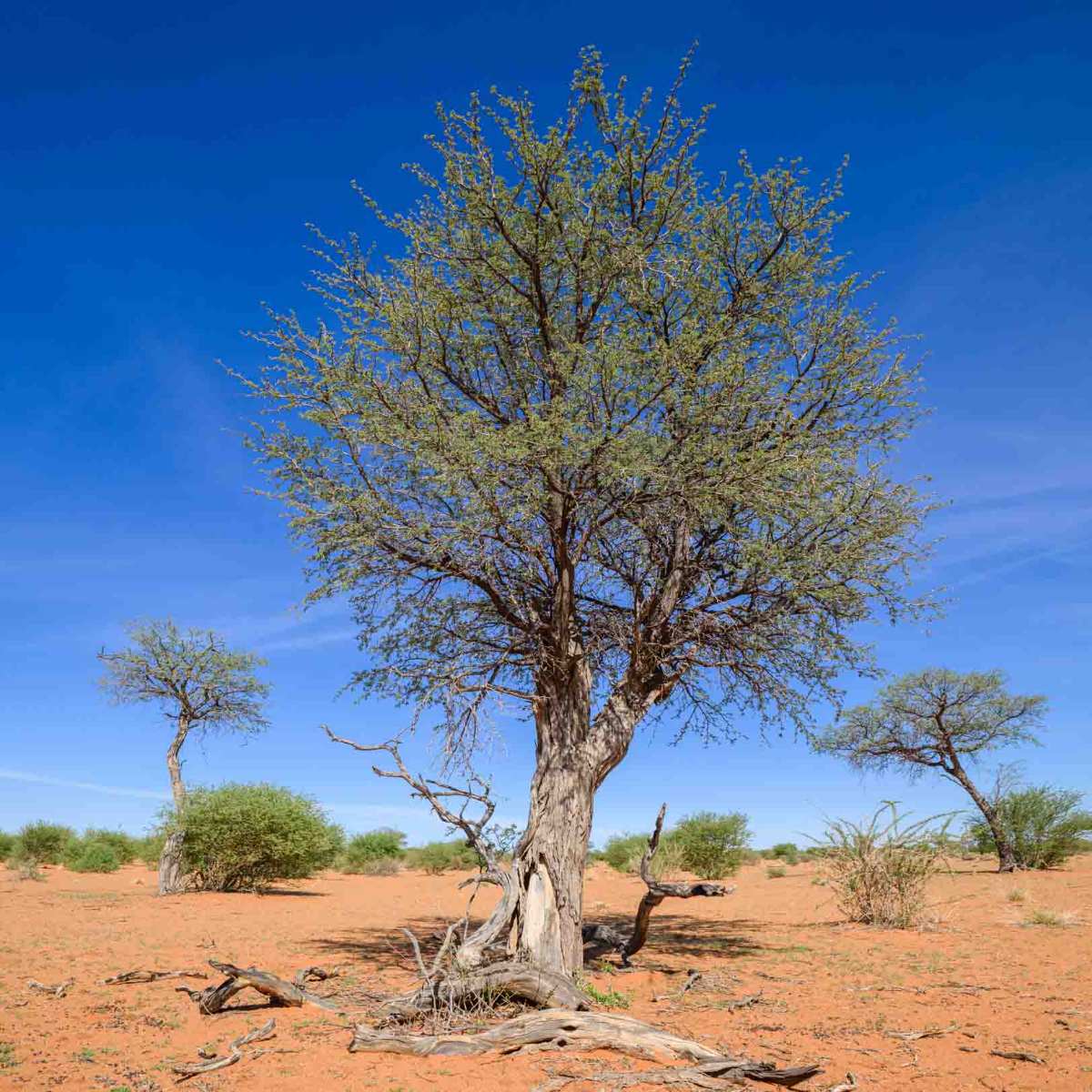 Kameldornbaum