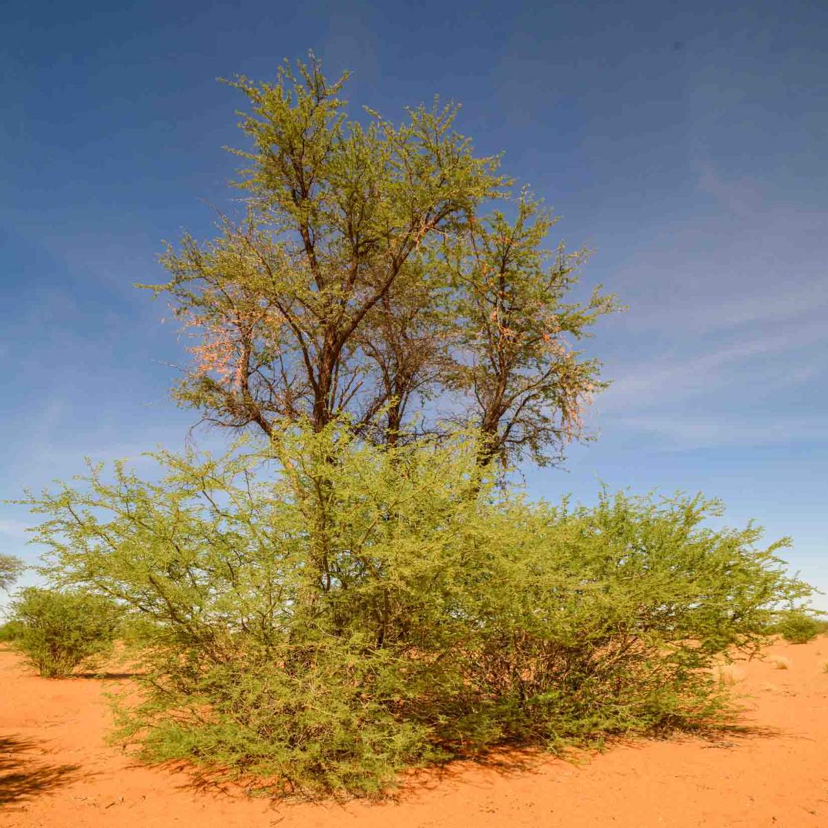 Kameldornbaum