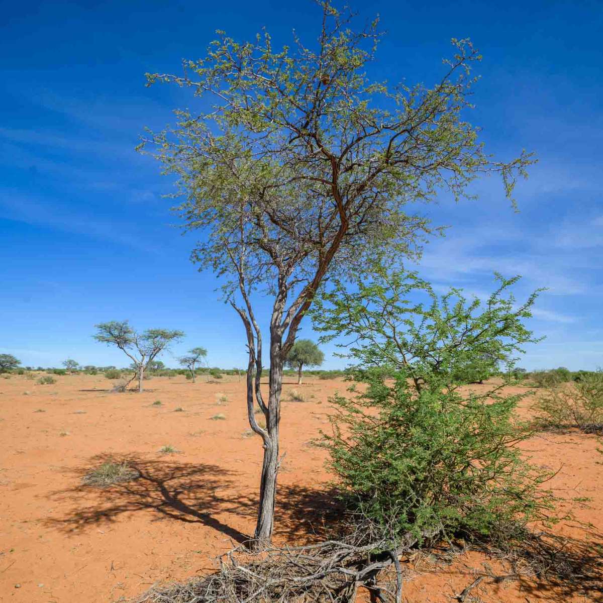 Kameldornbaum