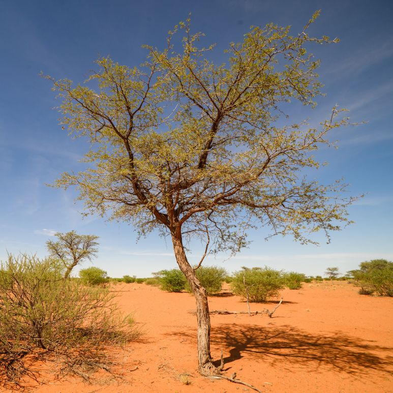 Kameldornbaum