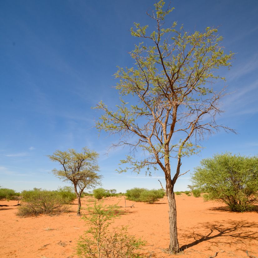 Kameldornbaum