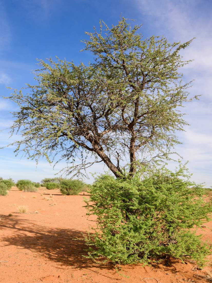 Kameldornbaum