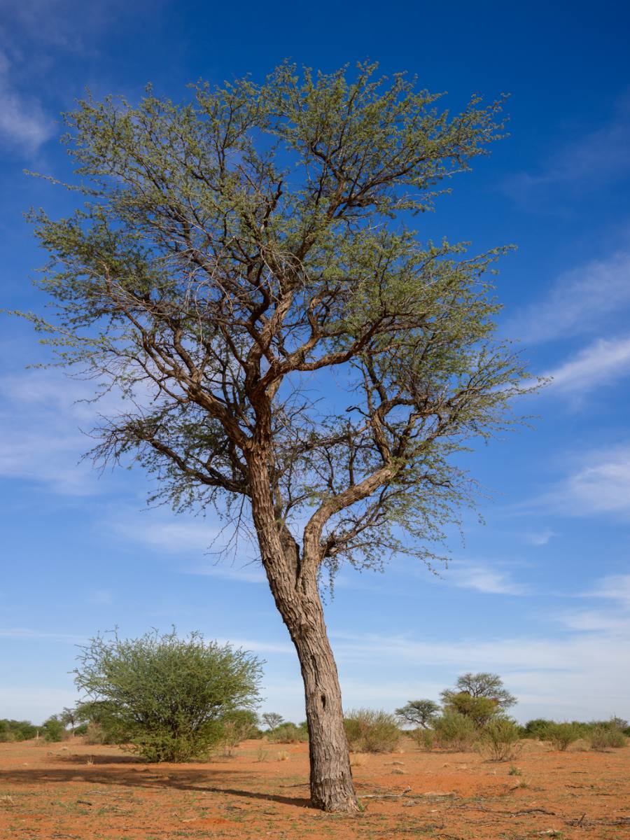 Kameldornbaum