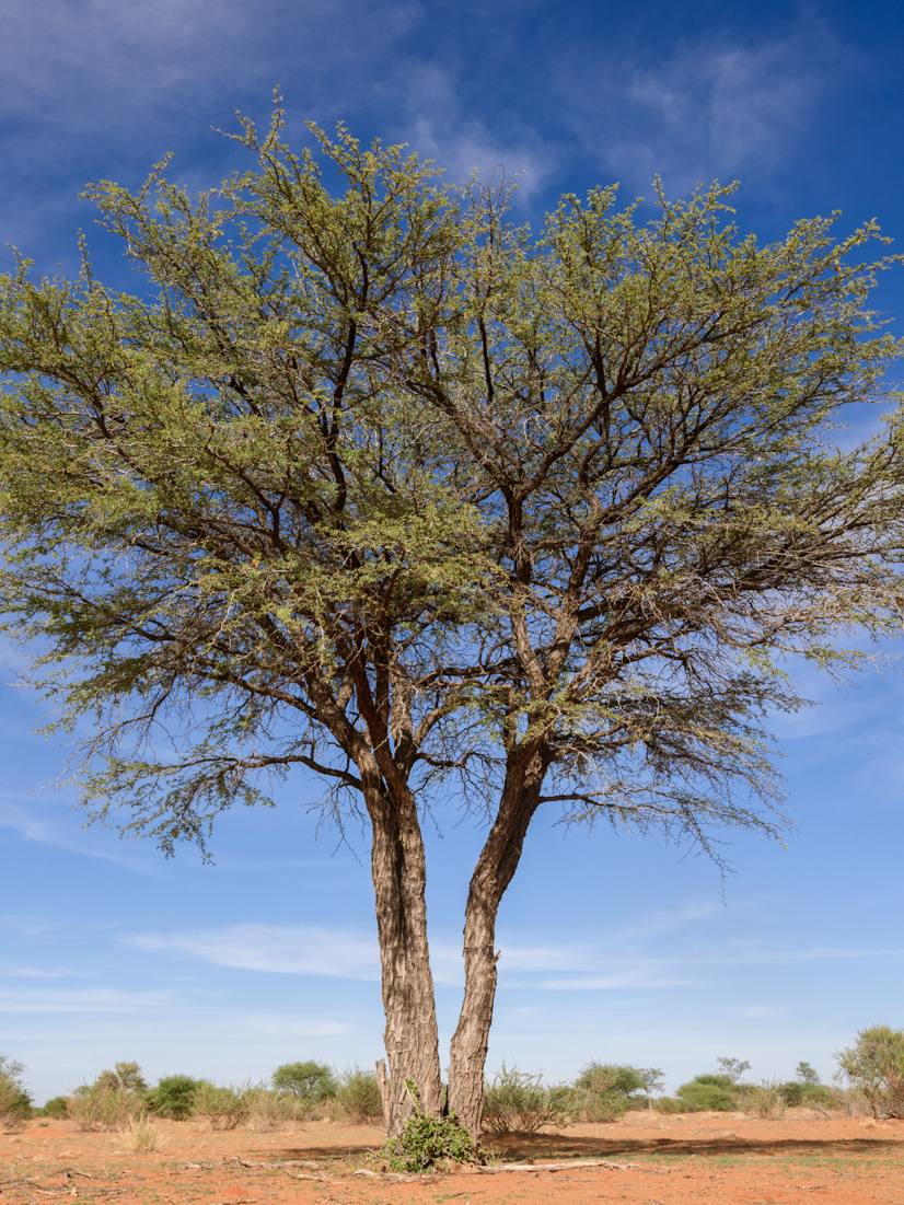 Kameldornbaum
